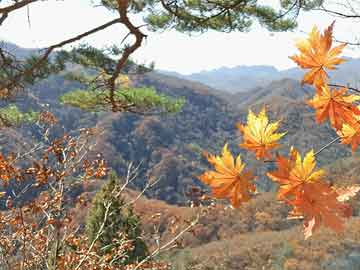回春医疗保健66节官方最新版下载，健康生活的秘密武器