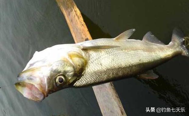 最新钓翘嘴鱼视频直播，技巧、体验与观众互动