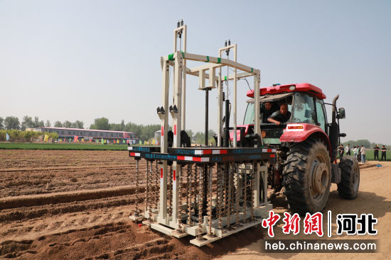 河北省麻山药最新价格动态分析