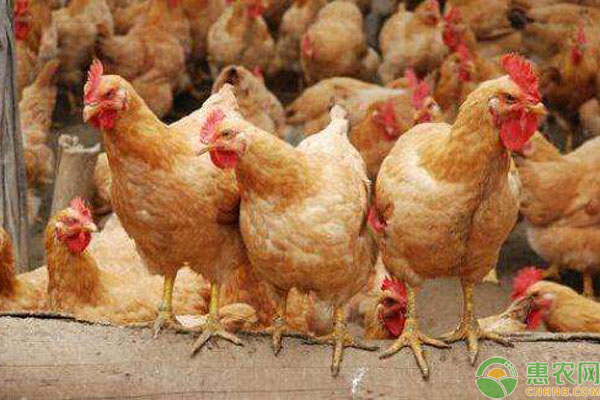肉毛鸡价格最新行情走势分析