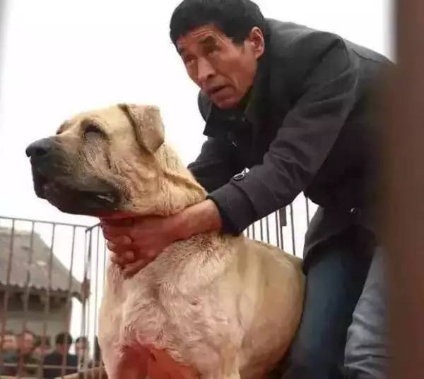 最新世界斗狗大赛视频，激情与竞争的盛宴